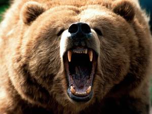 Bad Bear!
